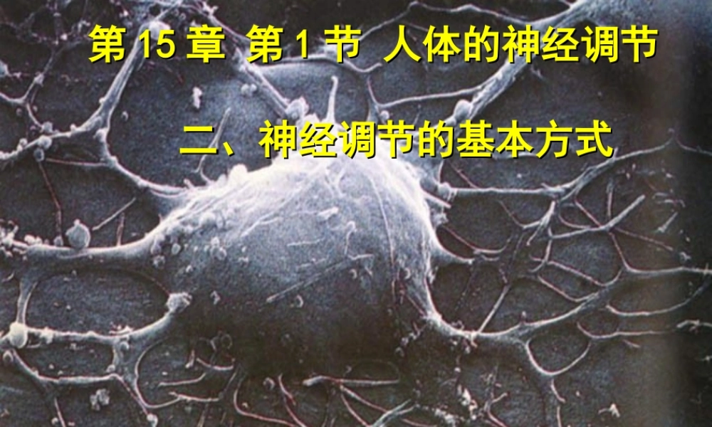 八年级生物上册《人体的神经调节》课件2 苏科版