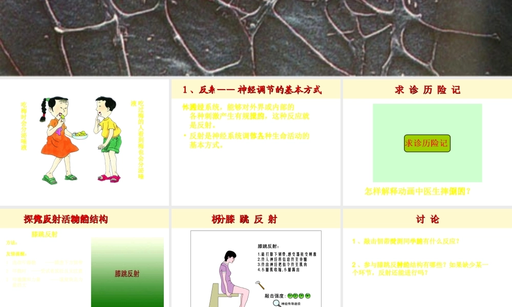 八年级生物上册《人体的神经调节》课件2 苏科版