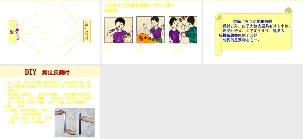 八年级生物上册《人体的神经调节》课件2 苏科版