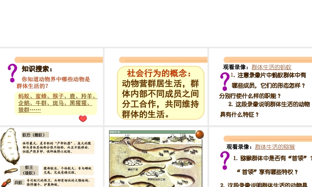 八年级生物上册 第五单元 第五单元第二章第三节《社会行为》课件 （新版）新人教版