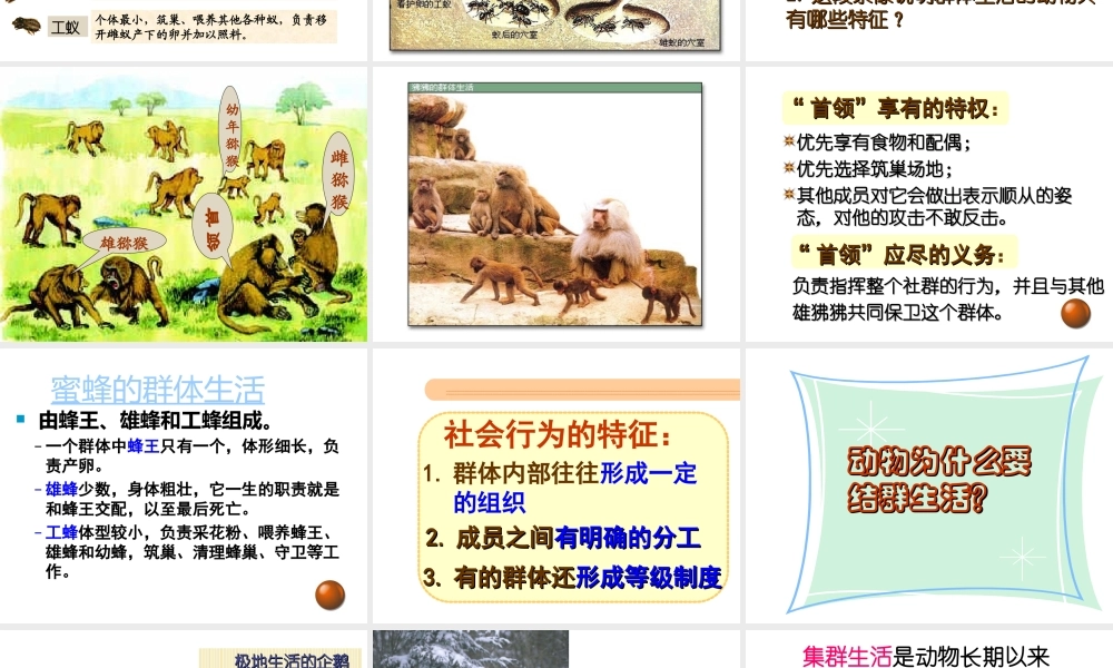 八年级生物上册 第五单元 第五单元第二章第三节《社会行为》课件 （新版）新人教版