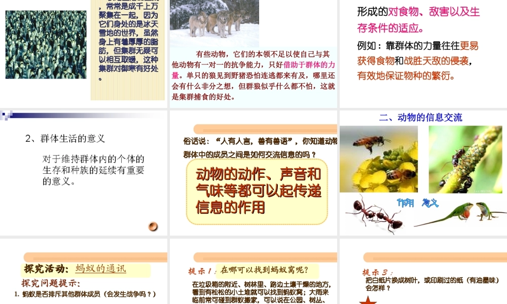 八年级生物上册 第五单元 第五单元第二章第三节《社会行为》课件 （新版）新人教版