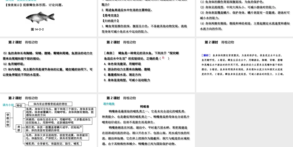 八年级生物上册 第十四章 第二节千姿百态的动物世界（第2课时 脊椎动物）课件 （新版）苏教版-（新版）苏教级上册生物课件