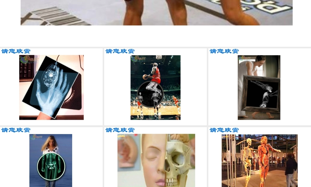 八年级生物上册《人体的支持与运动》课件1 苏科版