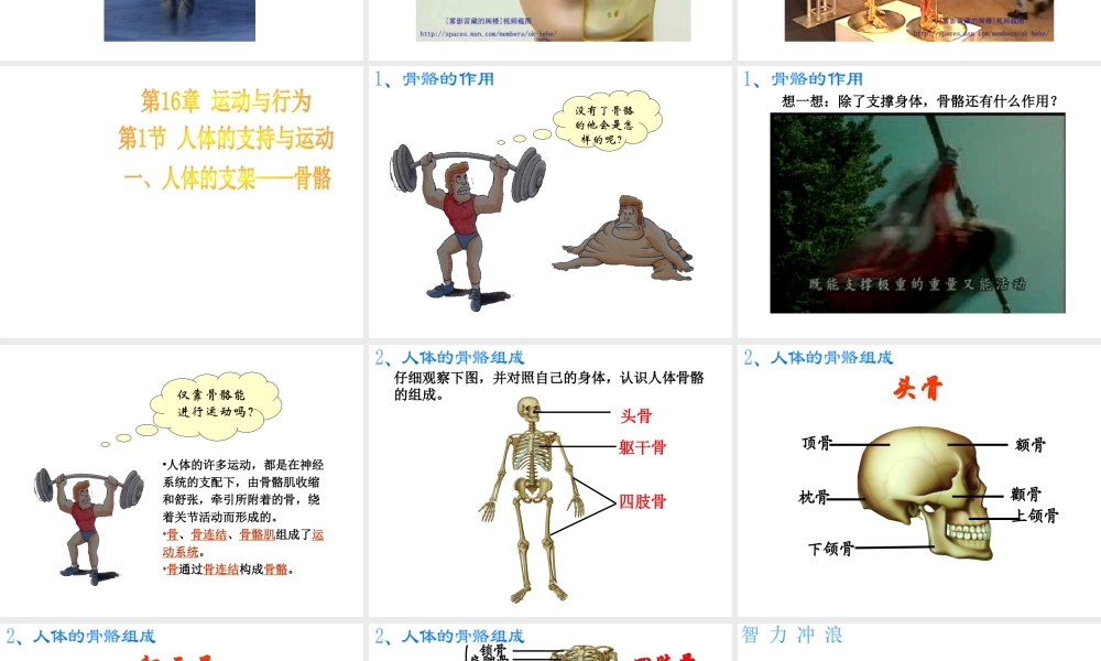 八年级生物上册《人体的支持与运动》课件1 苏科版