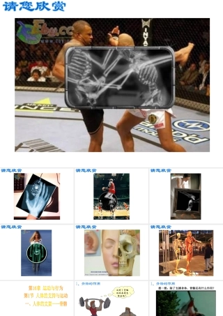 八年级生物上册《人体的支持与运动》课件1 苏科版