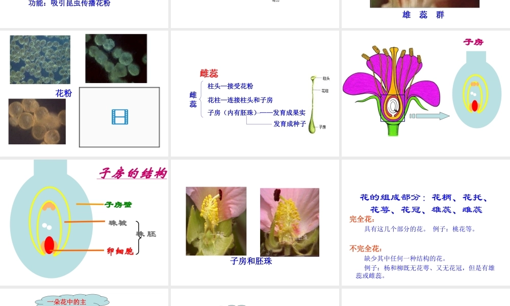 八年级生物上册 第四单元 物种的延续 第一章 绿色开花植物的一生 第一节 花的结构和类型课件（新版）济南版-（新版）济南版初中八年级上册生物课件