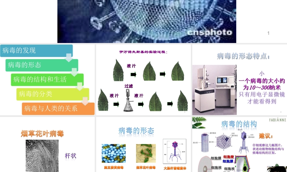 八年级生物上册 第五单元 第五章 病毒教学课件 （新版）新人教版-（新版）新人教版初中八年级上册生物课件