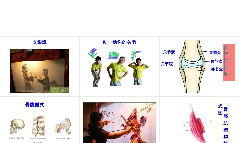 八年级生物上册《人体的支持与运动》课件2 苏科版