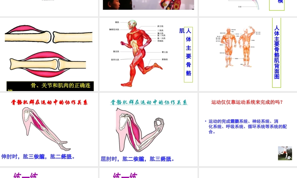 八年级生物上册《人体的支持与运动》课件2 苏科版
