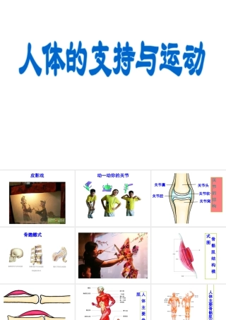 八年级生物上册《人体的支持与运动》课件2 苏科版
