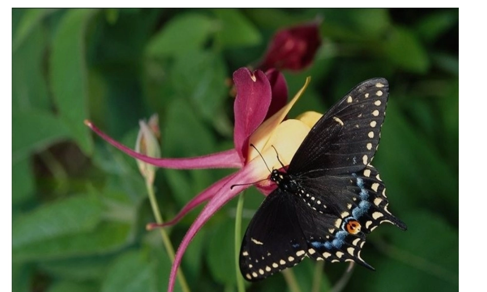 八年级生物上册 第十四章 第三节 昆虫的生殖与发育课件1 苏教版