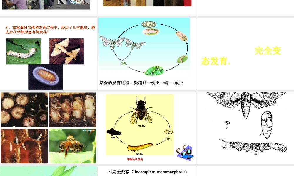 八年级生物上册 第十四章 第三节 昆虫的生殖与发育课件1 苏教版