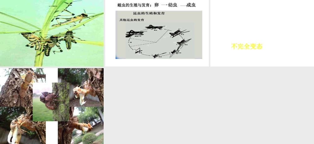 八年级生物上册 第十四章 第三节 昆虫的生殖与发育课件1 苏教版