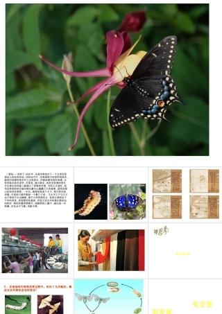 八年级生物上册 第十四章 第三节 昆虫的生殖与发育课件1 苏教版