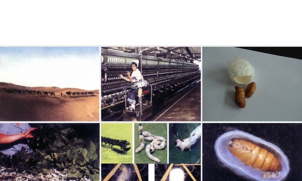 八年级生物上册 第十四章 第三节 昆虫的生殖与发育课件2 苏教版