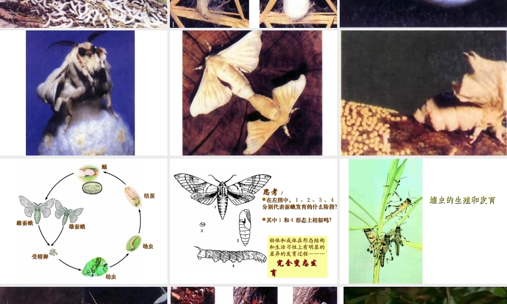 八年级生物上册 第十四章 第三节 昆虫的生殖与发育课件2 苏教版