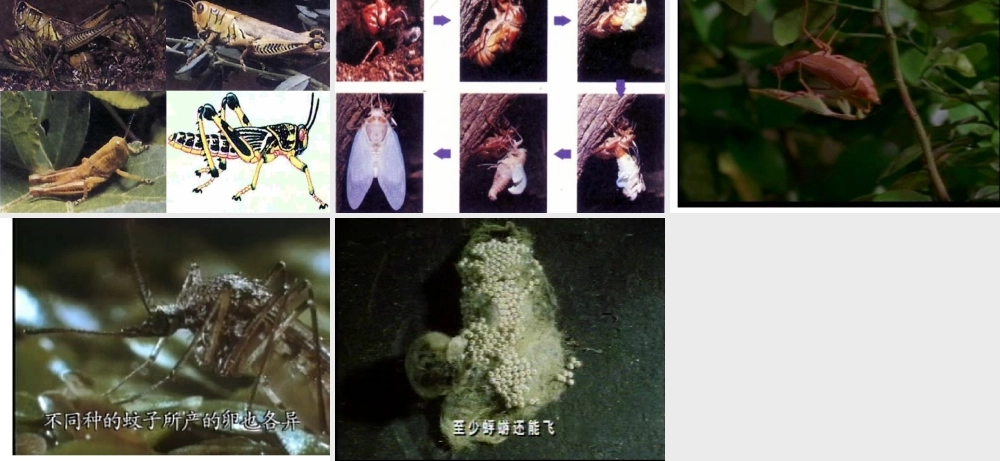 八年级生物上册 第十四章 第三节 昆虫的生殖与发育课件2 苏教版