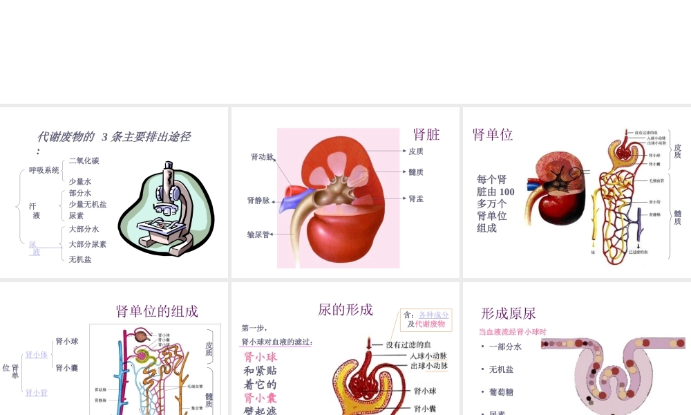 八年级生物上册《人体内废物的排出》课件1 苏科版