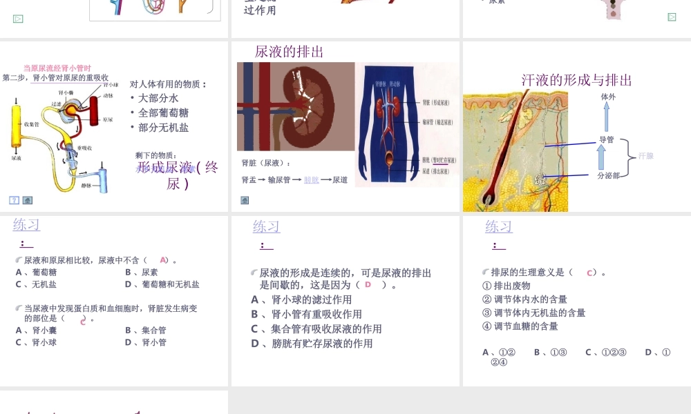 八年级生物上册《人体内废物的排出》课件1 苏科版