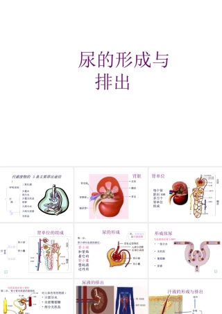 八年级生物上册《人体内废物的排出》课件1 苏科版