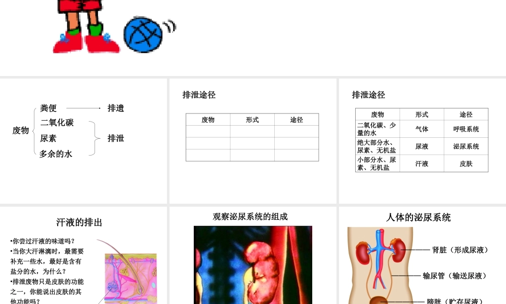 八年级生物上册《人体内废物的排出》课件2 苏科版