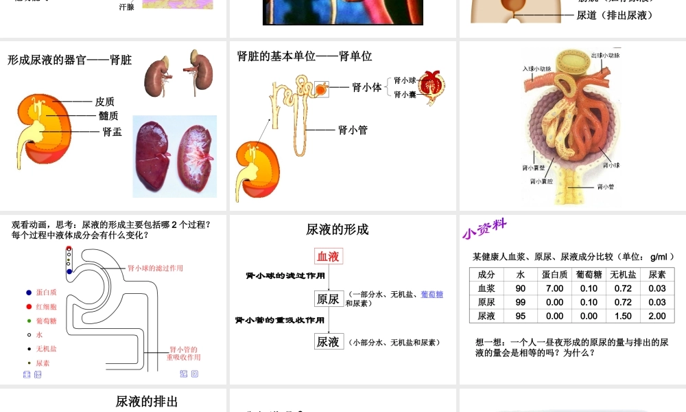 八年级生物上册《人体内废物的排出》课件2 苏科版
