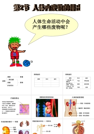 八年级生物上册《人体内废物的排出》课件2 苏科版