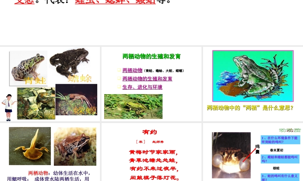 八年级生物下册 7.1.3 两栖动物的生殖和发育课件（1）（新版）新人教版-（新版）新人教版初中八年级下册生物课件