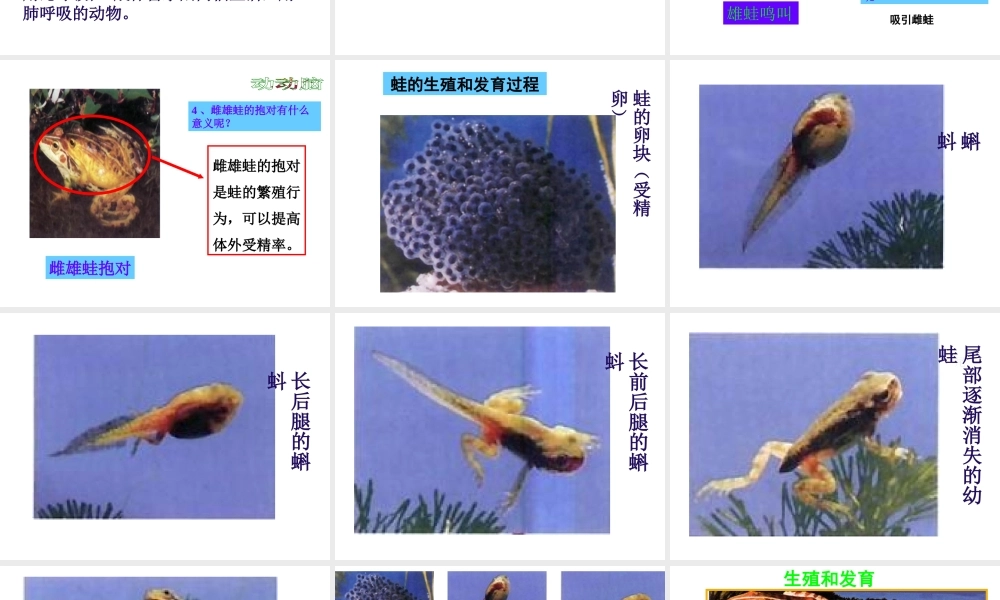 八年级生物下册 7.1.3 两栖动物的生殖和发育课件（1）（新版）新人教版-（新版）新人教版初中八年级下册生物课件