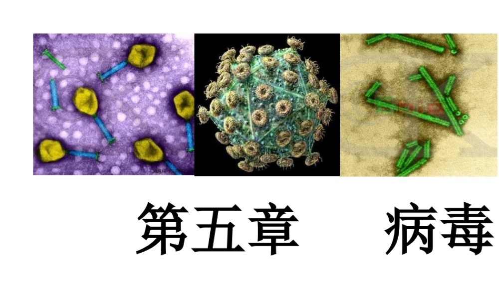 八年级生物上册 第五单元 第五章 病毒课件 （新版）新人教版