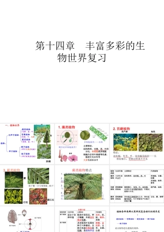 八年级生物上册 第十四章 丰富多彩的生物世界复习课件 苏教版