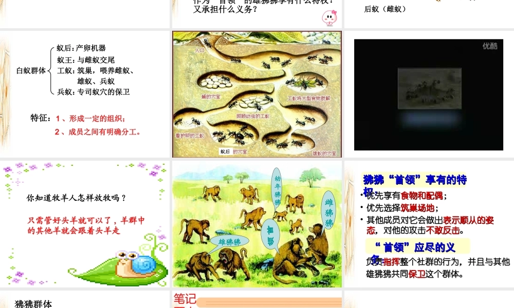 八年级生物上册 第五单元第二章第三节社会行为课件 （新版）新人教版-（新版）新人教级上册生物课件