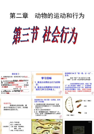 八年级生物上册 第五单元第二章第三节社会行为课件 （新版）新人教版-（新版）新人教级上册生物课件