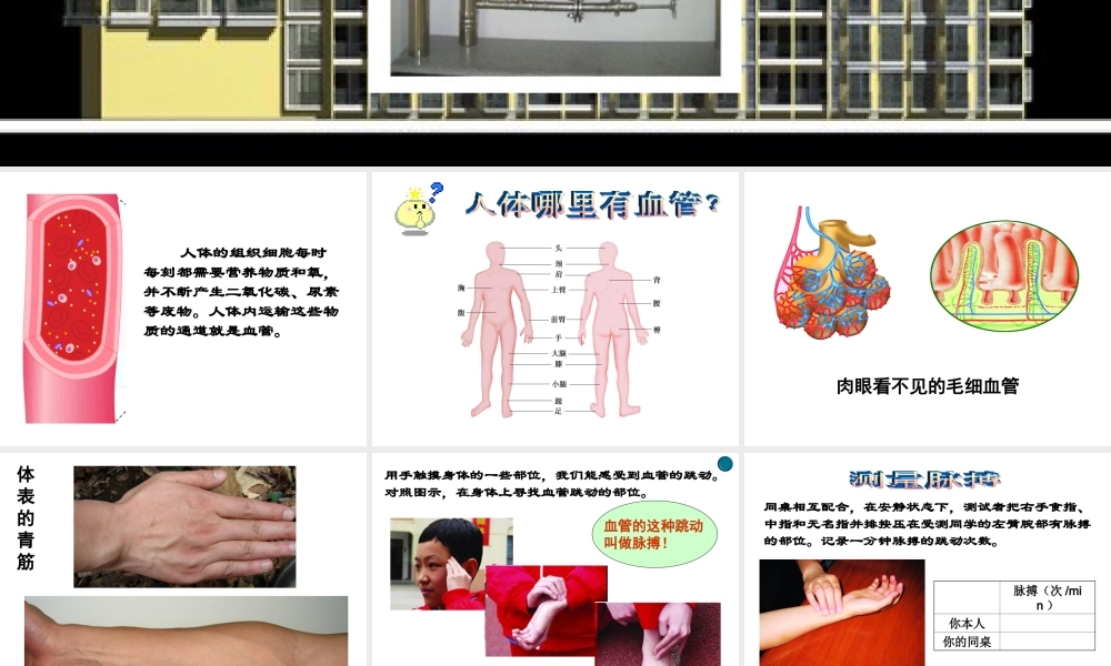 八年级生物上册《人体内物质的运输》课件1 苏科版