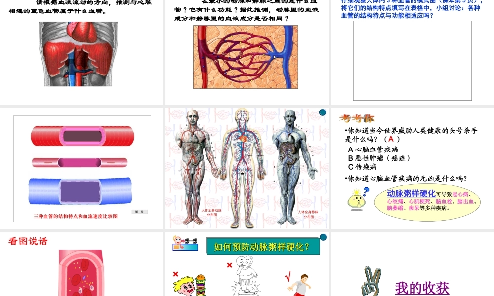 八年级生物上册《人体内物质的运输》课件1 苏科版