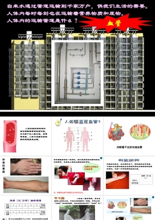 八年级生物上册《人体内物质的运输》课件1 苏科版