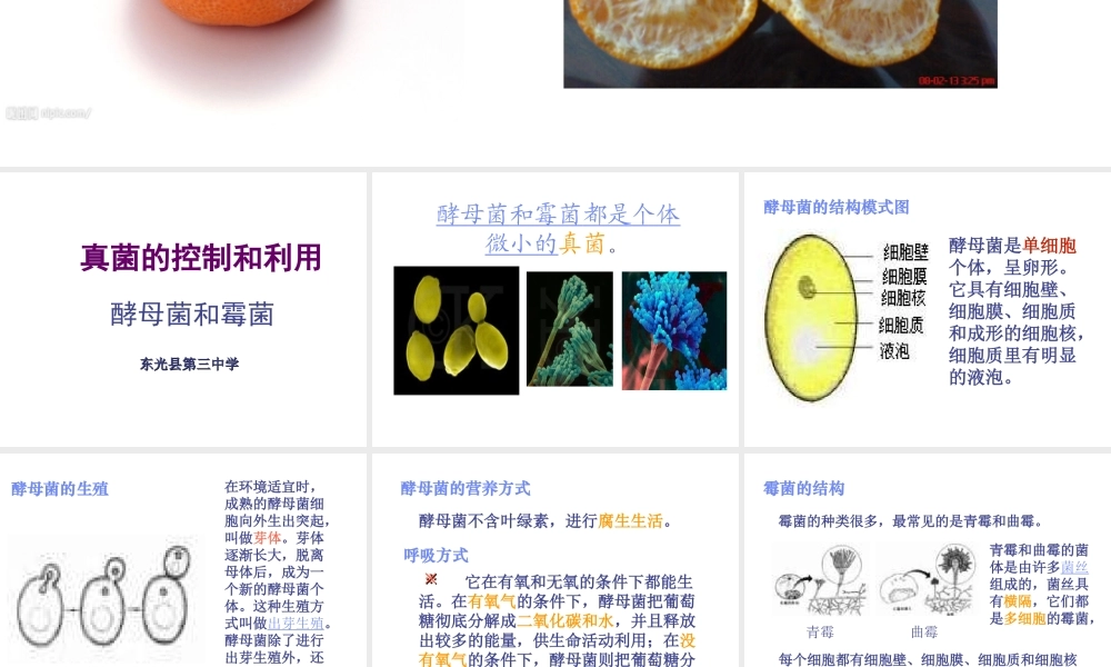 八年级生物上册 第五单元第二章酵母菌和霉菌课件 冀教版