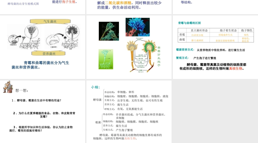 八年级生物上册 第五单元第二章酵母菌和霉菌课件 冀教版