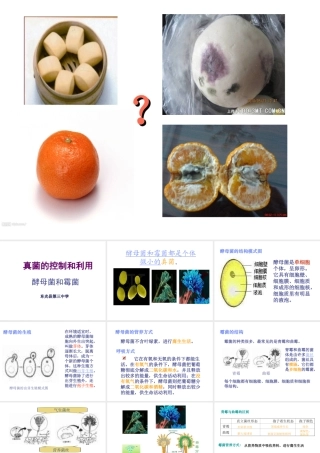 八年级生物上册 第五单元第二章酵母菌和霉菌课件 冀教版
