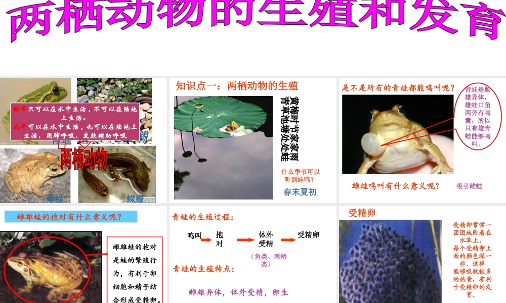 八年级生物下册 7.1.3 两栖动物的生殖和发育课件（2）（新版）新人教版-（新版）新人教版初中八年级下册生物课件