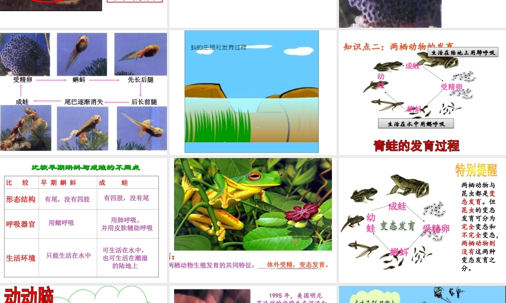 八年级生物下册 7.1.3 两栖动物的生殖和发育课件（2）（新版）新人教版-（新版）新人教版初中八年级下册生物课件