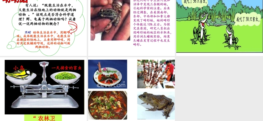 八年级生物下册 7.1.3 两栖动物的生殖和发育课件（2）（新版）新人教版-（新版）新人教版初中八年级下册生物课件