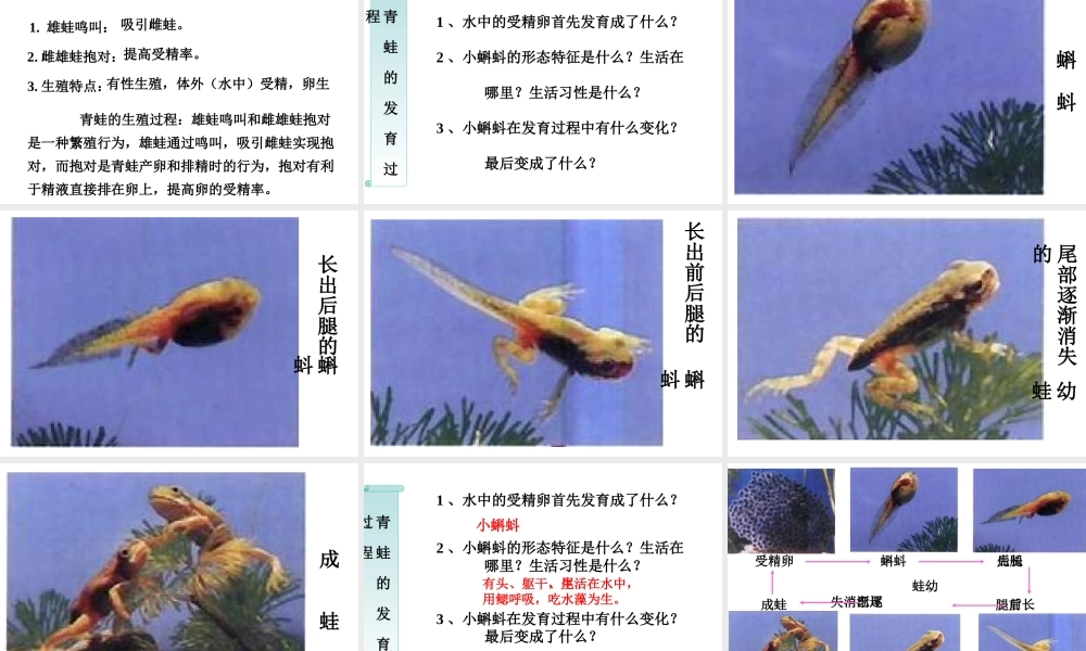 八年级生物下册 7.1.3 两栖动物的生殖和发育课件（3）（新版）新人教版-（新版）新人教版初中八年级下册生物课件