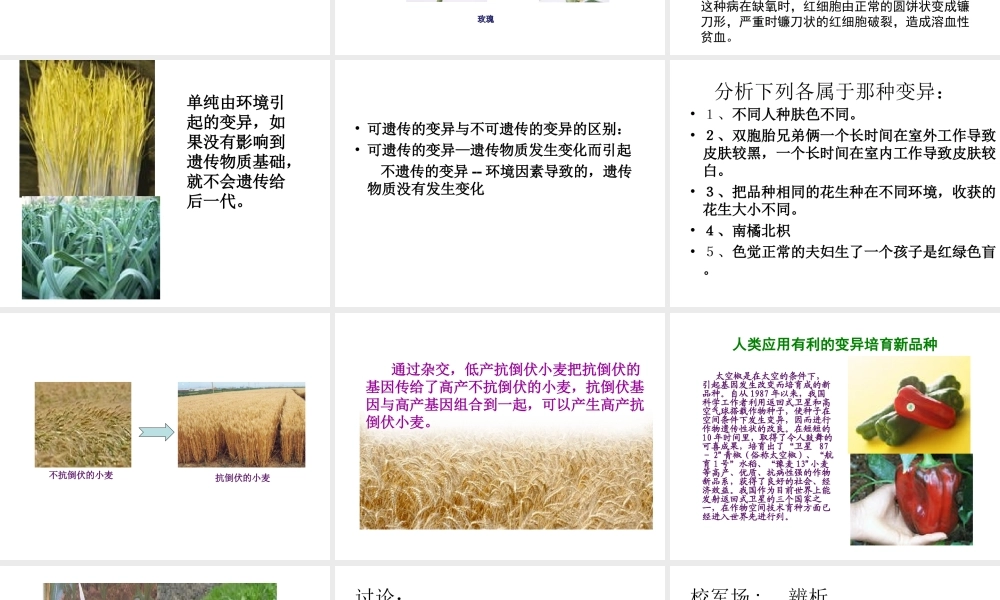 八年级生物上册《生物的变异》课件 苏教版