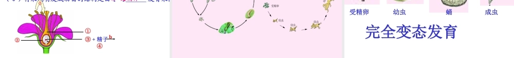 八年级生物上册《生物的生殖与发育》课件 苏教版