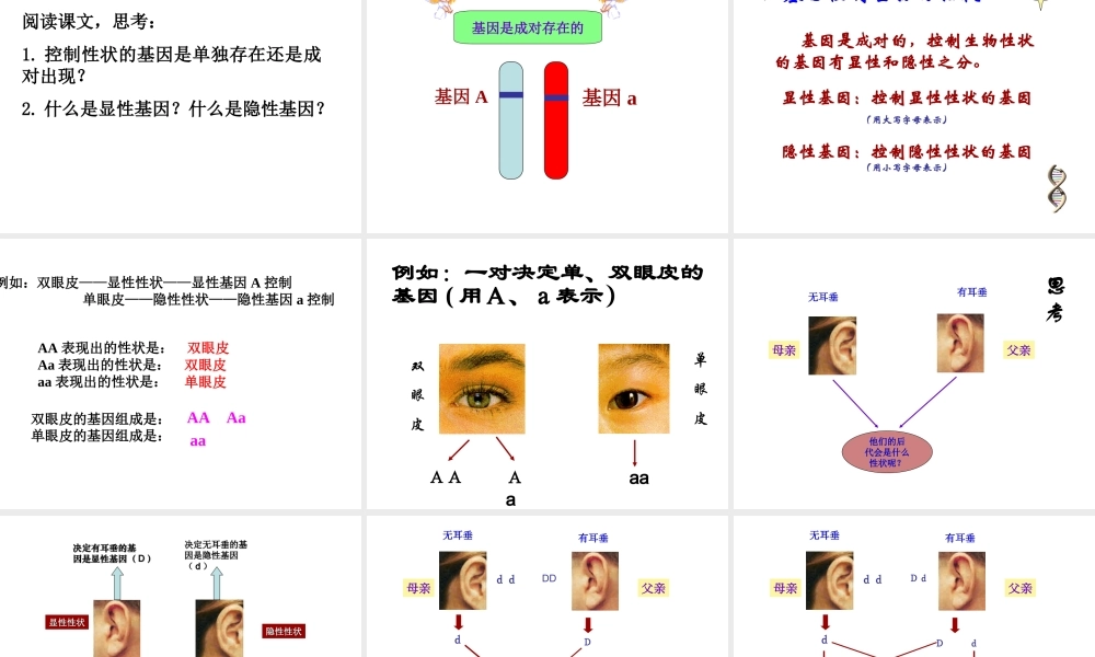 八年级生物上册 第十五章 第二节人的性状和遗传课件 苏教版