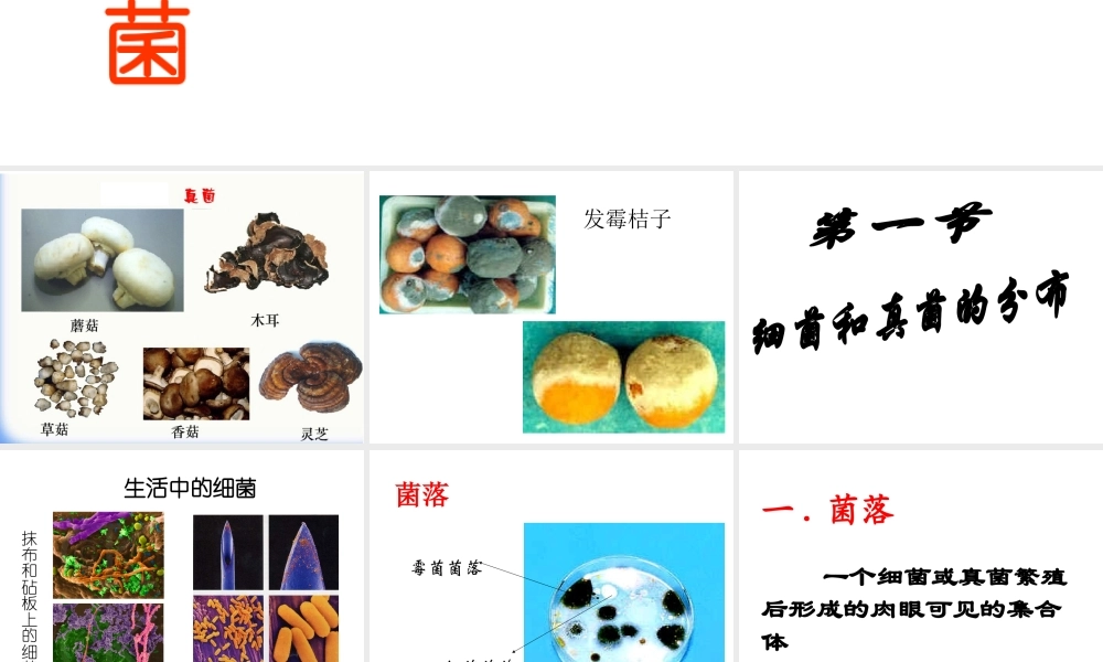 八年级生物上册 第五单元第五章细菌和真菌在生物圈中的作用课件 人教新课标版