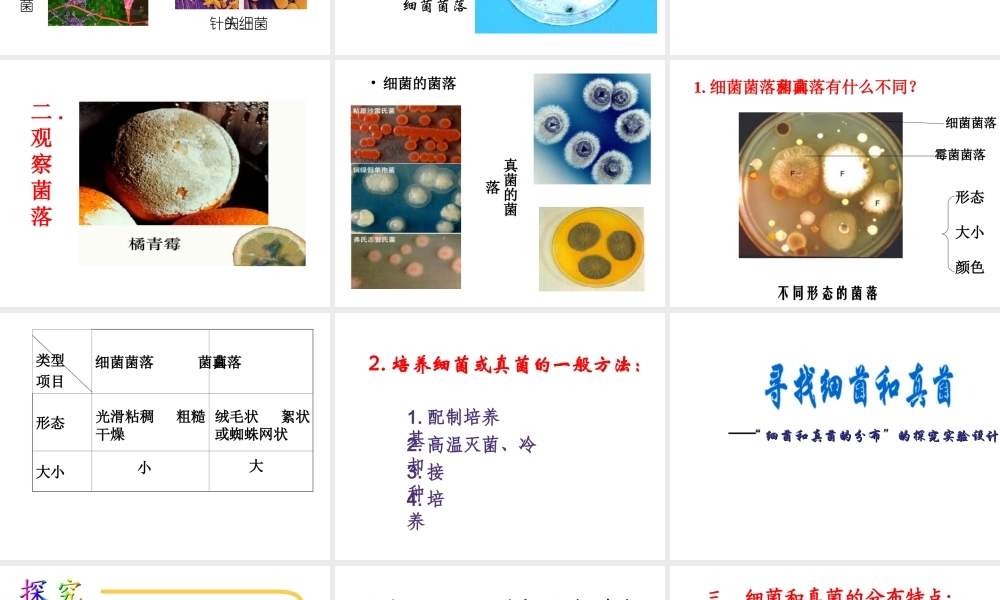 八年级生物上册 第五单元第五章细菌和真菌在生物圈中的作用课件 人教新课标版