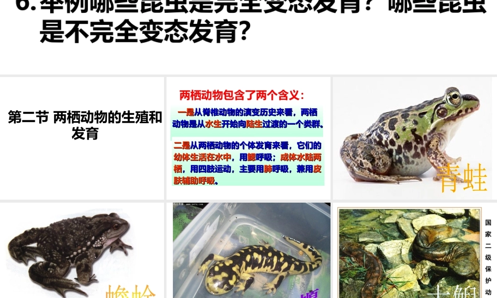 八年级生物下册 7.1.3 两栖动物的生殖和发育课件2 （新版）新人教版-（新版）新人教级下册生物课件